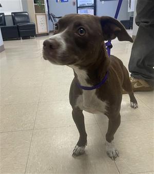 FAUNA, Chihuahua / Pit Bull Terrier, young, available for adoption