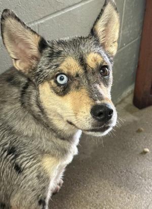 A close-up of a dog with a unique blue eye, standing in front of a gray wall.