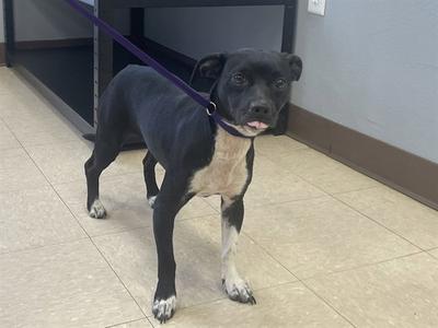 FLORA, Chihuahua / Pit Bull Terrier, young, available for adoption