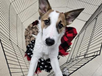 CHECKERS, Jack Russell Terrier (Parson Russell Terrier), puppy, available for adoption