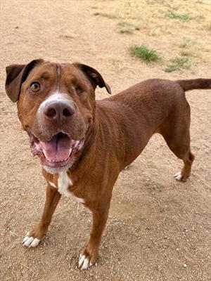 FLAME, Pit Bull Terrier, adult, available for adoption
