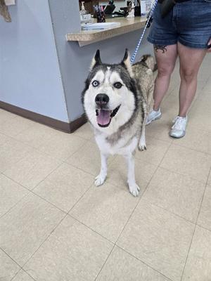 A happy husky dog standing on a tiled floor, looking directly at the camera with its mouth open in a smile. The dog has striking blue eyes and a black and white fur coat. A person wearing denim shorts and white sneakers is partially visible in the background, holding the dog's leash.