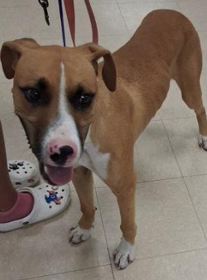 A brown and white dog with a pink nose and floppy ears, standing on a tiled floor, looking at the camera with its tongue out.