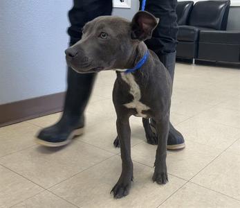 JULIA, Pit Bull Terrier, young, available for adoption