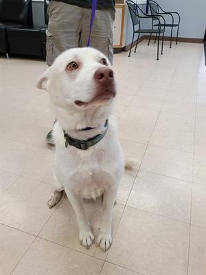 a white dog with a green collar sitting on a tiled floor