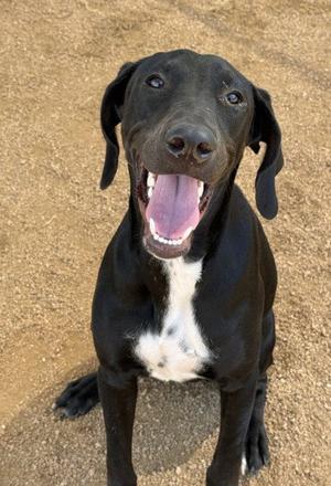 CHU-CHU, Great Dane, young, available for adoption