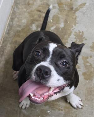 A black and white dog with a pink tongue sticking out, sitting on a concrete floor.