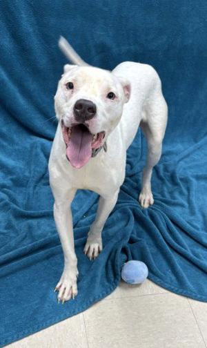 CHEF, Pit Bull Terrier, adult, available for adoption