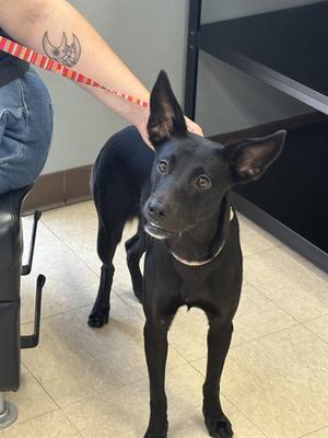 CAESAR SALAD, German Shepherd Dog, young, available for adoption
