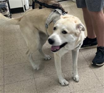 A light-colored dog wearing a harness, standing on a tiled floor with a person's legs visible in the background.