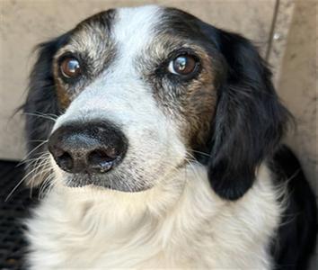 ERIC, English Setter, senior, available for adoption