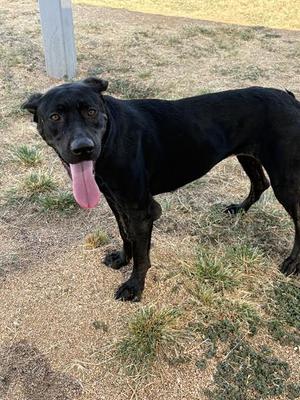 ATHENA, Labrador Retriever, adult, available for adoption