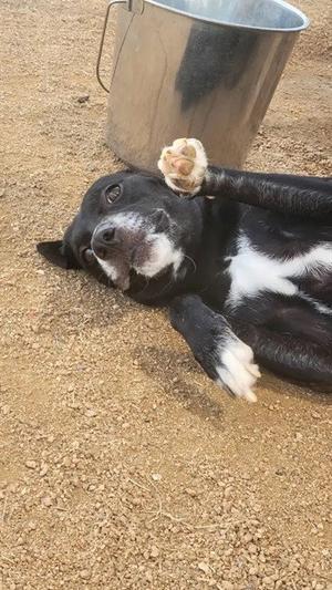 AUTUMN, Labrador Retriever, adult, available for adoption