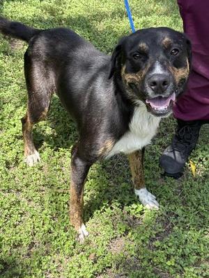 DEUCE, Labrador Retriever / German Shepherd Dog, adult, available for adoption