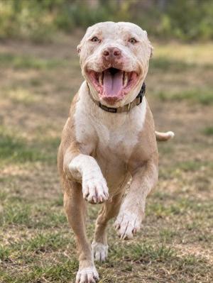 A happy dog running on grass with its mouth open and tongue out.