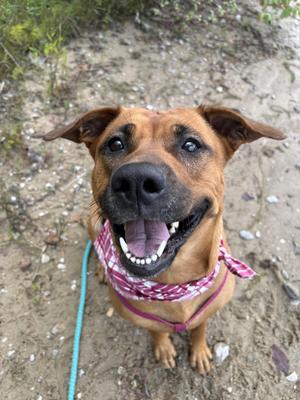 A brown dog with a pink bandana around its neck, smiling and looking up at the camera.
