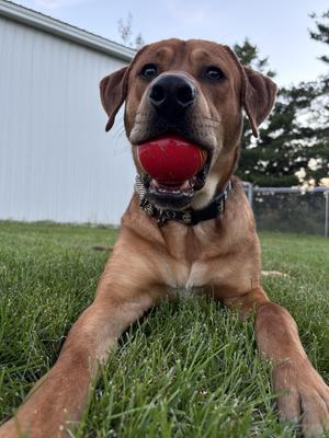 Rufus, Labrador Retriever, adult, available for adoption