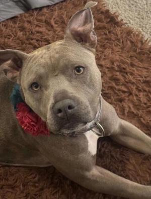 A gray pit bull with a red and blue bandana around its neck, lying on a brown shaggy rug.