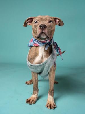 A pit bull mix dog wearing a scarf and a gray sweater sits in front of a teal background.