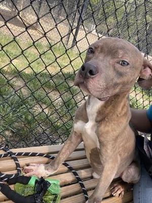 A brindle pit bull dog with white markings sits on a wooden bench in front of a chain-link fence.