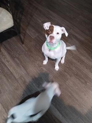 Two dogs are on a wooden floor. One white and brown dog is sitting and looking up, wearing a green collar. Another white dog is blurred in the foreground.