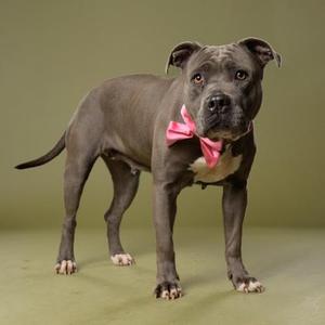 A gray pit bull dog wearing a pink bow tie stands against a muted green background.