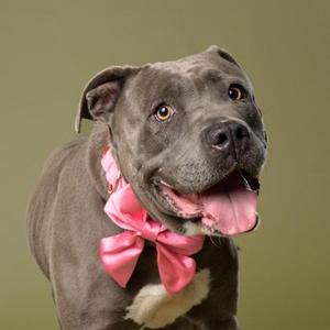 A close-up portrait of a gray pit bull-type dog with a pink ribbon around its neck, set against a muted green backdrop.
