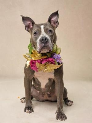 A gray pit bull dog sitting on a white background, wearing a colorful flower garland around its neck.