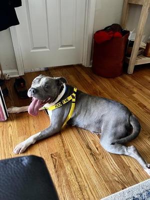 Beauty, Mixed Breed, adult, available for adoption