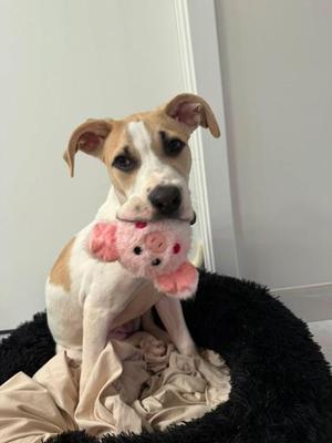 A brown and white dog sitting on a black dog bed, holding a pink pig toy in its mouth.