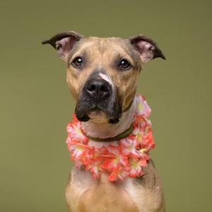 A tan and brown dog wearing a floral lei against an olive green background.