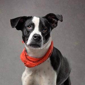 A black and white dog wearing an orange bandana