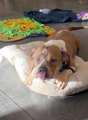 Apollo, American Bulldog / Mixed Breed, adult, available for adoption