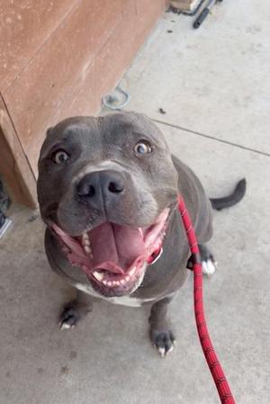A happy gray pit bull-type dog with a red leash looking up at the camera.