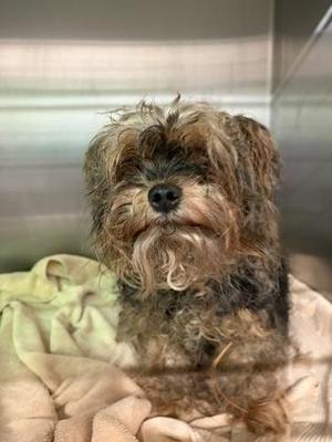 AMBER - ADOPTED, Yorkshire Terrier / Mixed Breed, senior, available for adoption