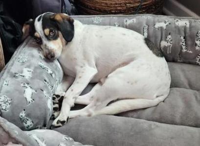 Affirm- ADOPTED, Basset Hound / Mixed Breed, adult, available for adoption