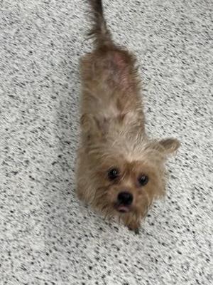 a small dog with brown fur standing on a speckled gray surface