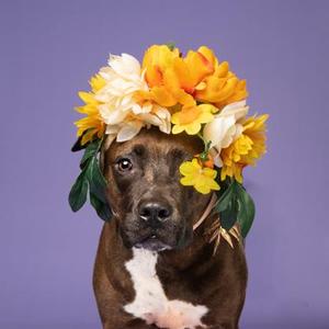A brown pit bull dog wearing a flower crown, against a purple background.