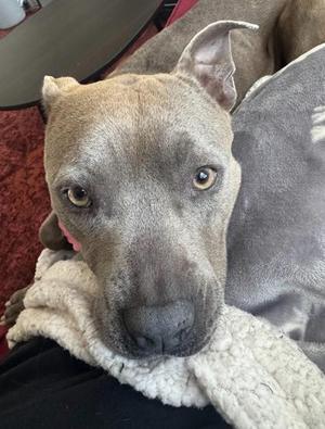Anette, Mixed Breed, adult, available for adoption