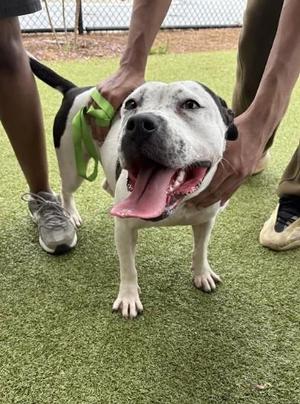 Abra - ADOPTED, Mixed Breed, adult, available for adoption