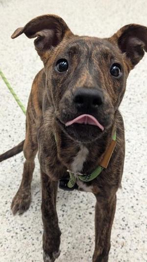 Andarna, Mixed Breed, young, available for adoption