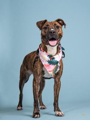 A brindle dog wearing a tropical-themed bandana standing in front of a light blue background.