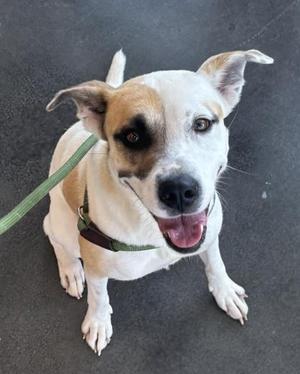 Angel, Mixed Breed, adult, available for adoption