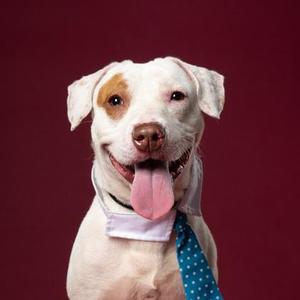 A friendly white dog with a tan patch over one eye, wearing a white shirt collar and a blue tie with white polka dots, looking at the camera against a maroon background.