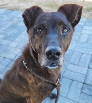 ALICE, Dutch Shepherd / Mixed Breed, senior, available for adoption