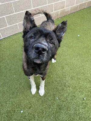 a black and white dog standing on green artificial grass