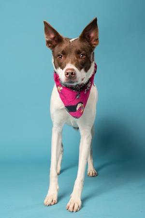 A brown and white dog wearing a pink bandana stands against a blue background.