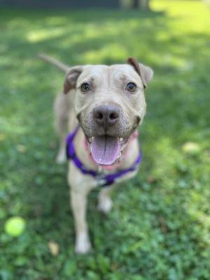 A tan pit bull mix wearing a purple harness stands on grass, panting with its tongue out, with a tennis ball in the background.