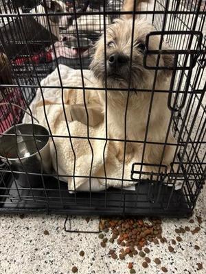 Adal - ADOPTED, Mixed Breed, adult, available for adoption
