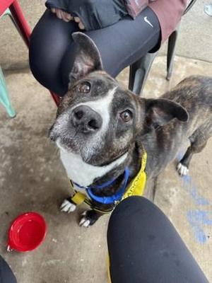 Amelia, Mixed Breed, adult, available for adoption